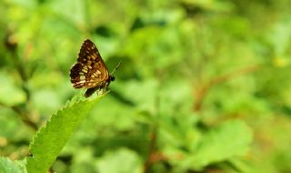 ncili Kelebek (Hamearis lucina)