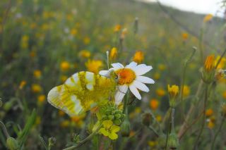 Zegris (Zegris eupheme)