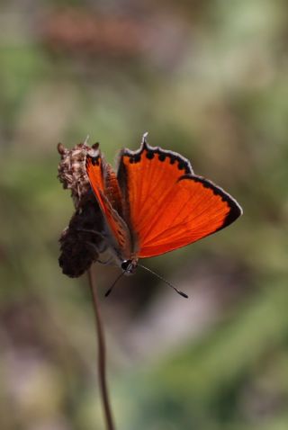 Da Atei (Lycaena thetis)