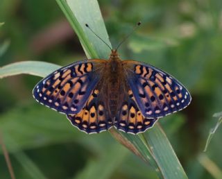 Gzel nci (Argynnis aglaja)