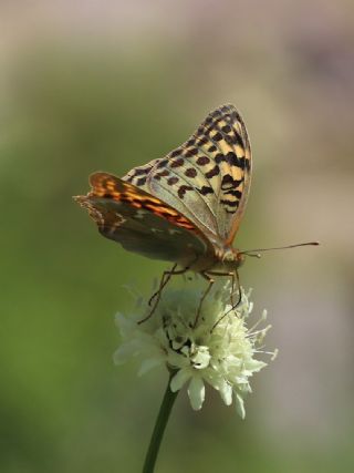 Bahadr (Argynnis pandora)