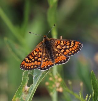 Nazuum (Euphydryas aurinia)