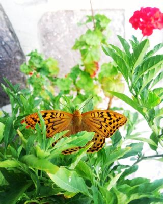 Bahadr (Argynnis pandora)