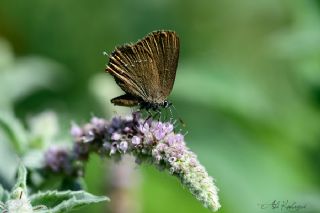 Byk Sevbeni (Satyrium ilicis)