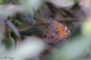 Aa Esmeri (Kirinia roxelana)