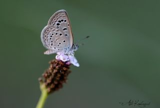 Karsandra (Zizeeria karsandra)