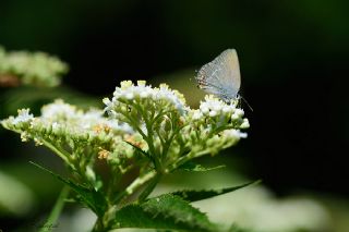 Minik Sevbeni (Satyrium acaciae)