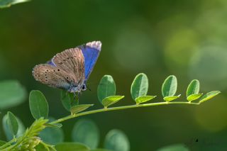 Anadolu Devmavisi (Glaucopsyche lessei)