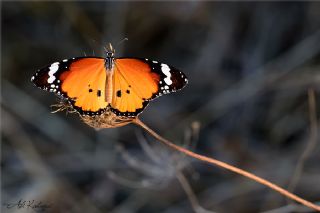 Sultan (Danaus chrysippus)