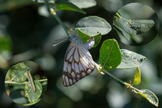 Beyaz nc (Belenois aurota)