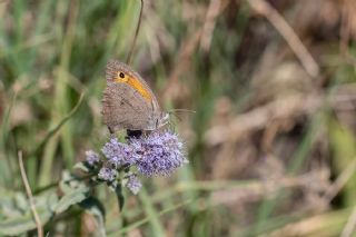 Esmerperi (Hyponephele lupina)