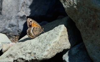 Anadolu Pirireisi (Satyrus favonius)