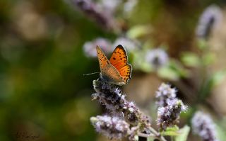 Anadolu Ate Gzeli (Lycaena asabinus)