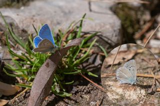 Lacivert Anadolu okgzls (Polyommatus actis )