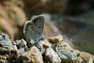 okgzl Teberda Mavisi (Aricia teberdina)