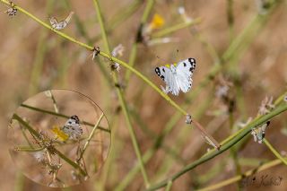 Siirt l Beneklibeyaz (Pontia glauconome)