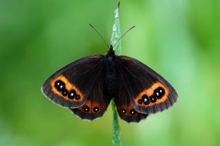 sko Gzelesmeri (Erebia aethiops)