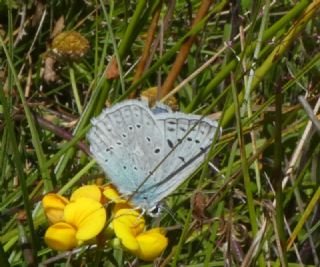 okgzl Dafnis (Polyommatus daphnis)