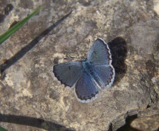 Himalaya Mavisi (Pseudophilotes vicrama)