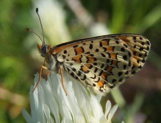 Gzel parhan (Melitaea trivia)