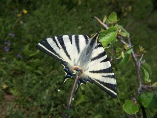 Erik Krlangkuyruk (Iphiclides podalirius)