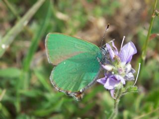 Zmrt (Callophrys rubi)