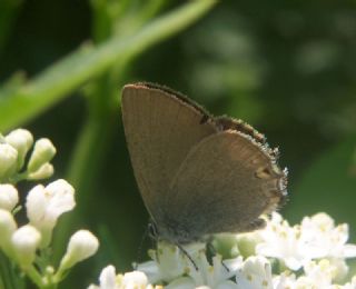 Minik Sevbeni (Satyrium acaciae)