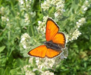 Ate Bakr Gzeli (Lycaena candens)
