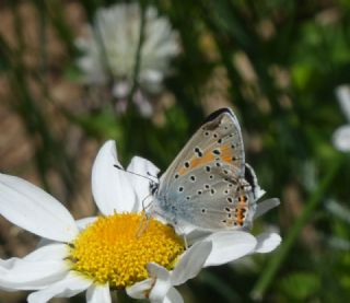 Ate Bakr Gzeli (Lycaena candens)