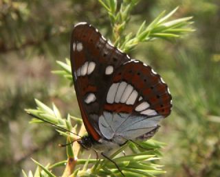 Akdeniz Hanmeli Kelebei (Limenitis reducta)