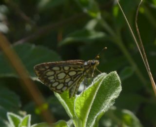 Beyaz Benekli Zpzp (Heteropterus morpheus)