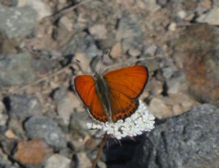 Kk Ate Gzeli (Lycaena thersamon)