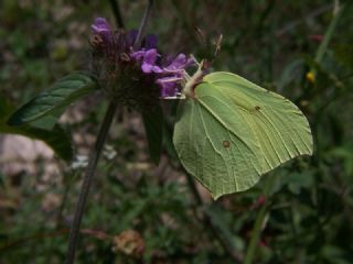 Orakkanat (Gonepteryx rhamni)