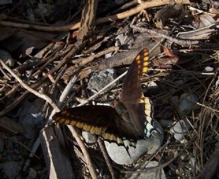 ift Kuyruklu Paa (Charaxes jasius )