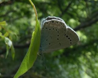 Anadolu Devmavisi (Glaucopsyche lessei)