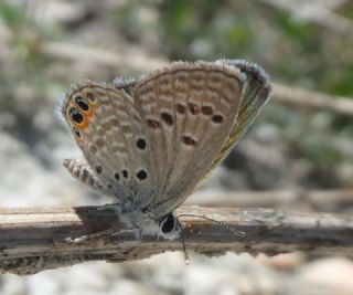 Mcevher Kelebei (Chilades trochylus)