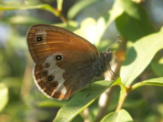 Funda Zpzp Perisi (Coenonympha arcania)