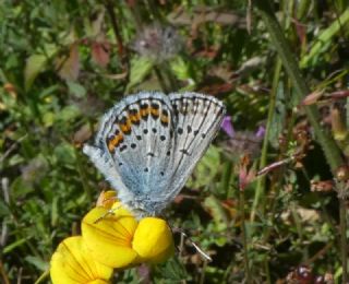 Gm Lekeli Esmergz (Plebejus argus)