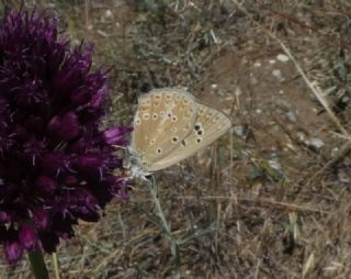 Anormal okgzl (Polyommatus admetus)