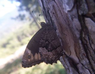 Byk Karamelek (Hipparchia syriaca)