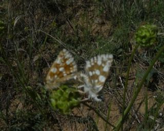 Kzl Zpzp (Spialia orbifer)