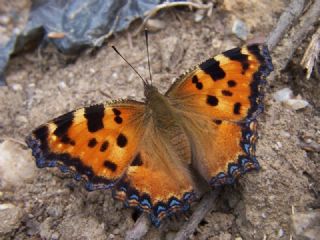 Karaa�a� Nimfalisi&nbsp;(Inachis&nbsp;polychloros)