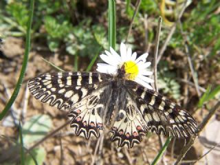 Gney Fistosu (Zerynthia polyxena)