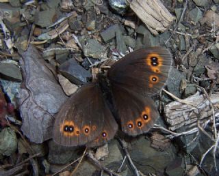 Orman Gzelesmeri (Erebia medusa )