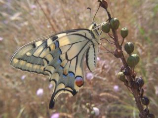 Krlangkuyruk (Papilio machaon)