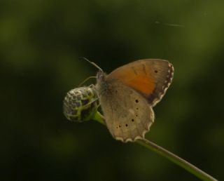 Kaya Esmeri (Kirinia clymene)