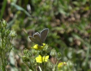 Doulu Esmergz (Plebejus carmon)