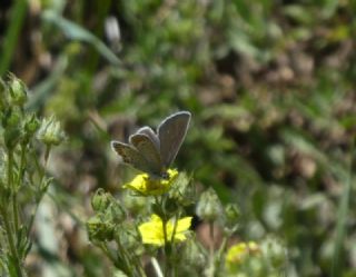 Doulu Esmergz (Plebejus carmon)