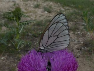 Al Beyaz (Aporia crataegi)