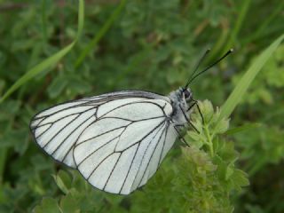 Al Beyaz (Aporia crataegi)